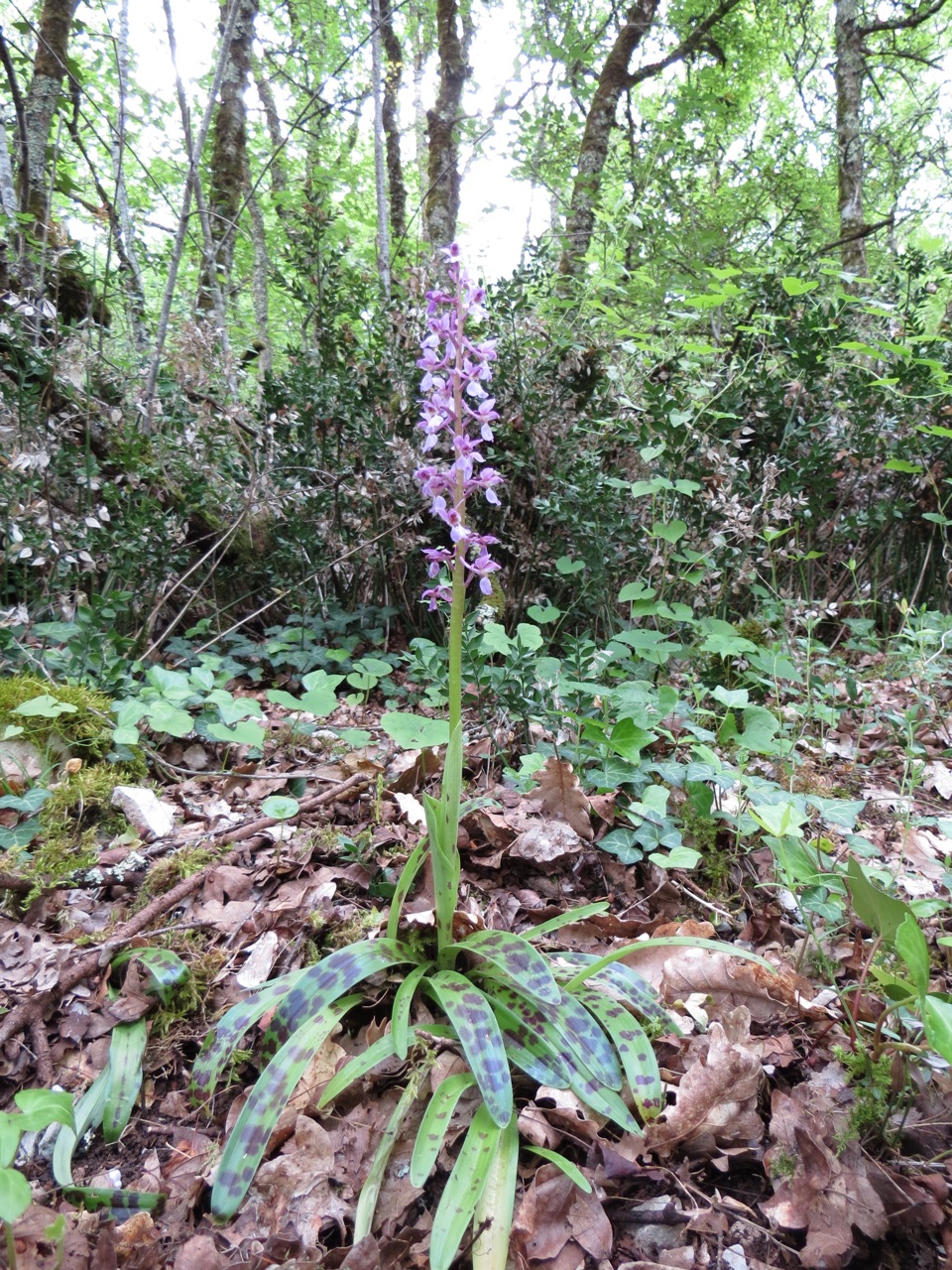 Orchis mâle 1289